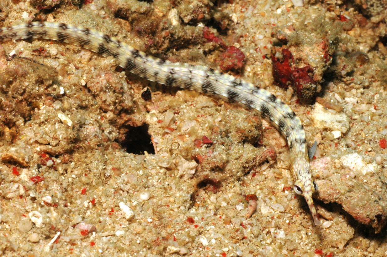 Corythoichthys waitei